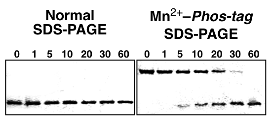 abltide gst phosphatase